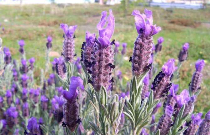 French Lavender