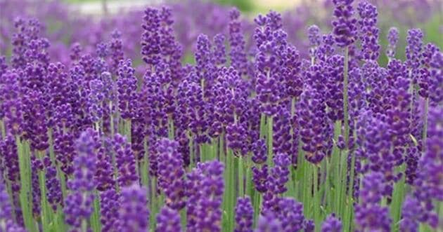 French Lavender