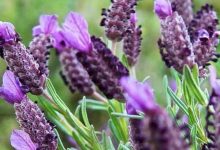 French Lavender