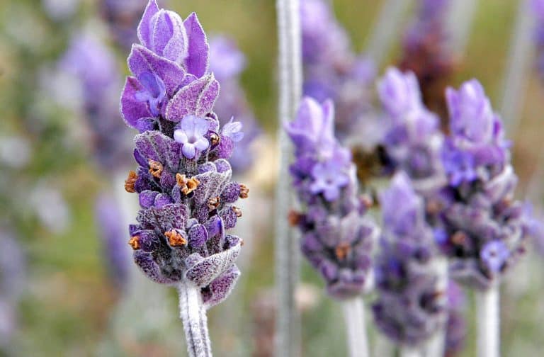 French Lavender