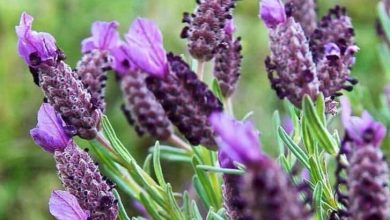 French Lavender