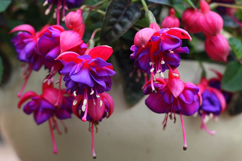 Fuchsia care