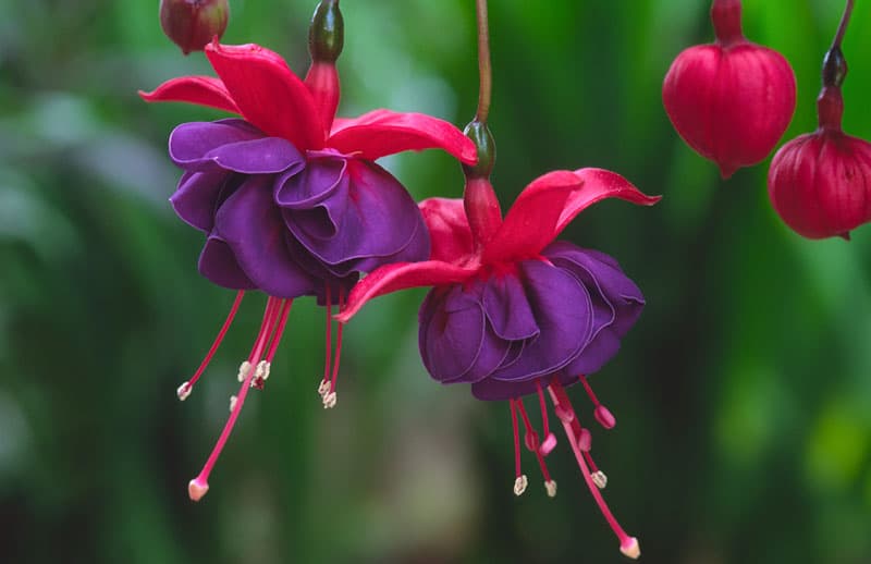 Fuchsia