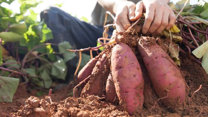 Are Sweet Potatoes Good For You