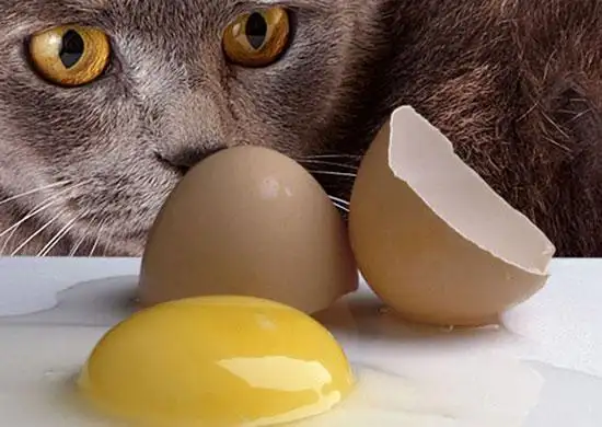 What Do Cats Like To Eat For Breakfast