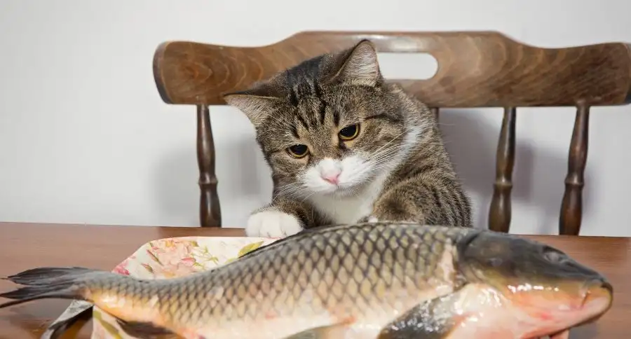 Fish and cat