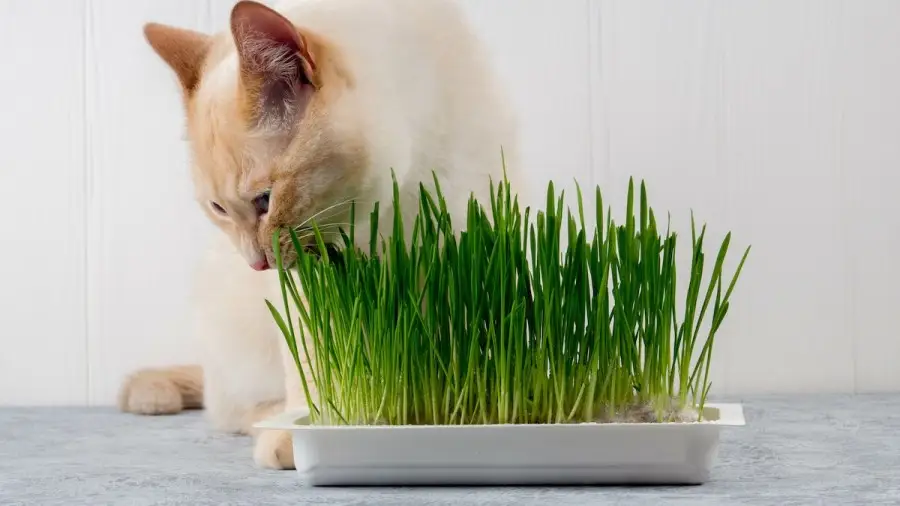 Grass and cat