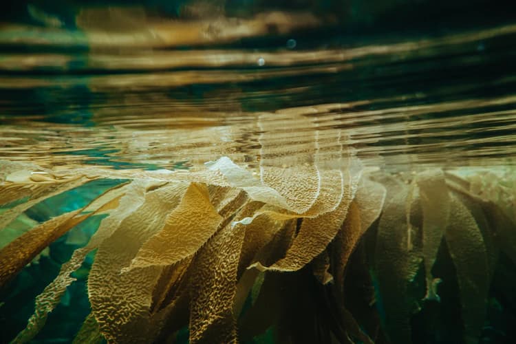 How to Consume Seaweed