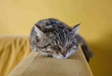 How to deworm a cat