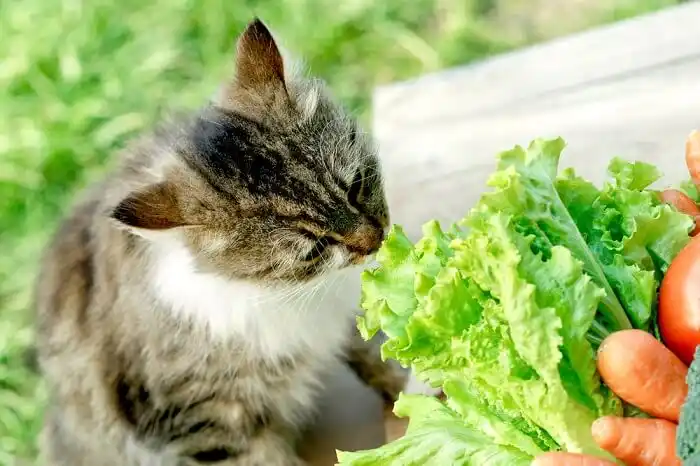 Vegetables and cat