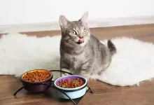 What Do Cats Like To Eat For Breakfast