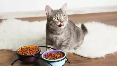 What Do Cats Like To Eat For Breakfast