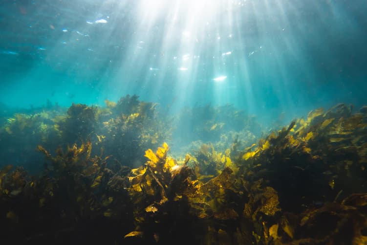 Does Sea Moss Make You Poop