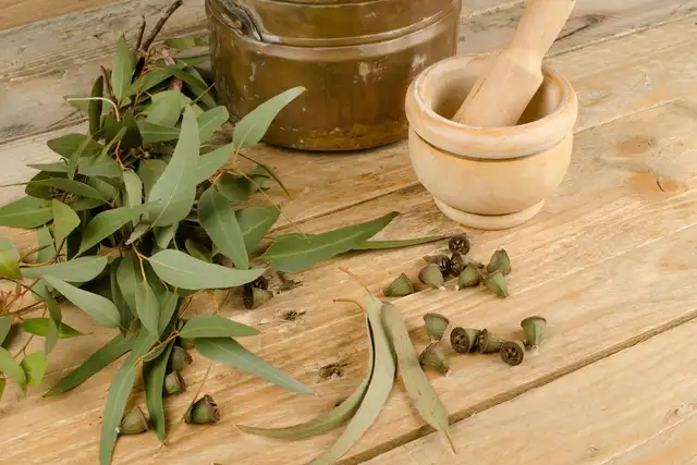 Benefits Of Eucalyptus