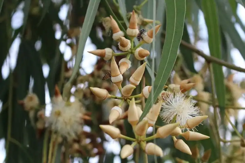 How to use Eucalyptus