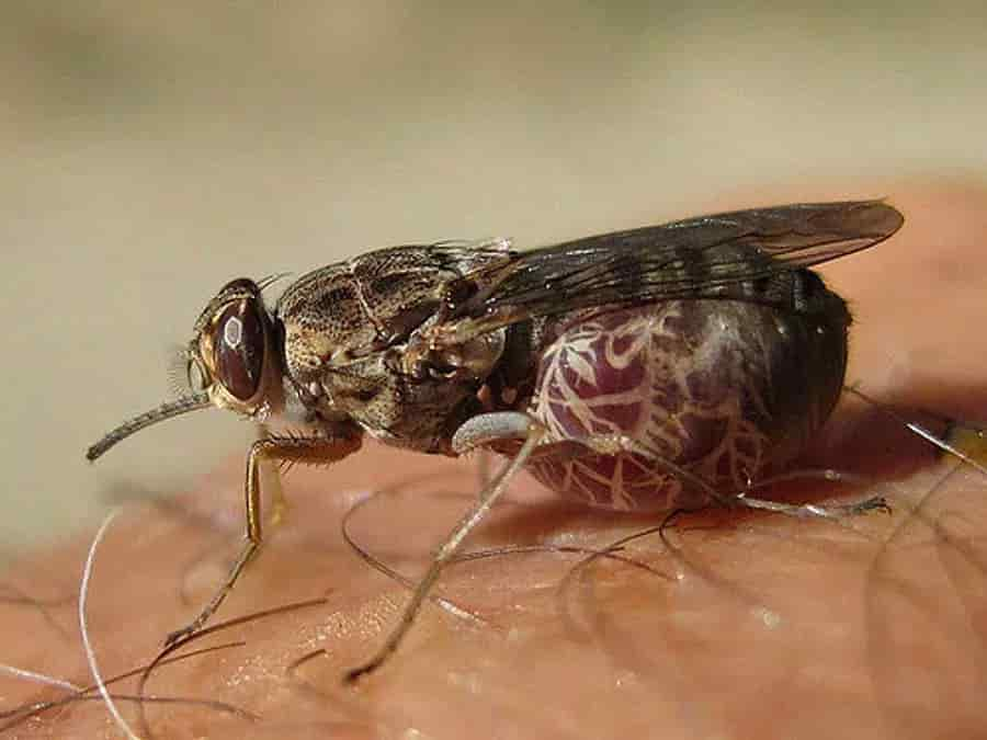 Tsetse Fly