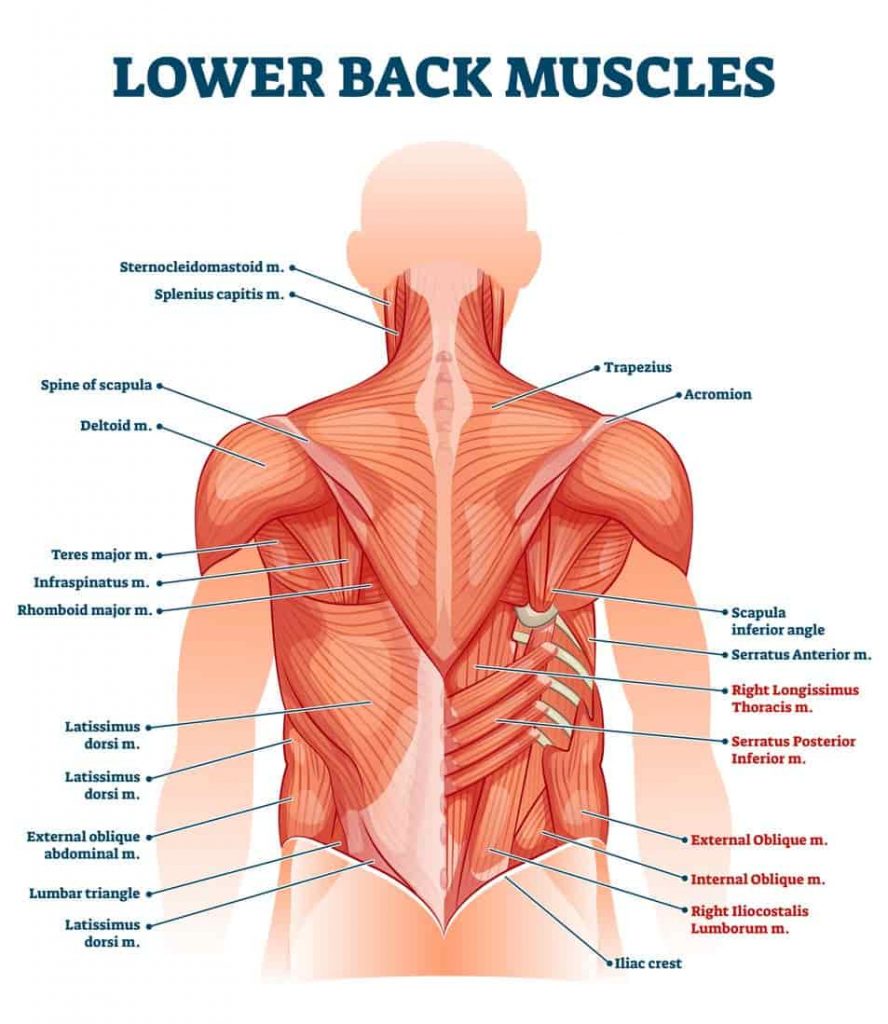 Lower Back Muscles