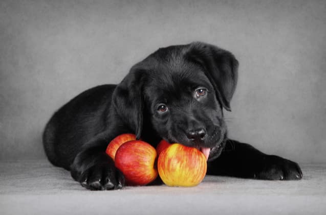 Dürfen Hunde Äpfel essen?