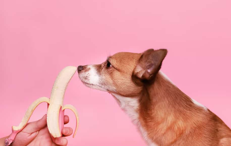 Dürfen Hunde Bananen essen?