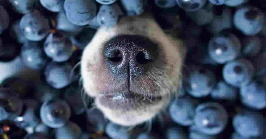 Dürfen Hunde Blaubeeren essen?