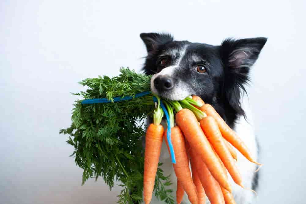 Dürfen Hunde Karotten essen?