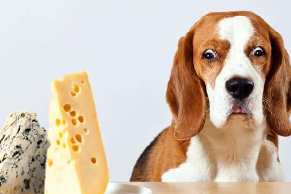 Dürfen Hunde Käse essen?