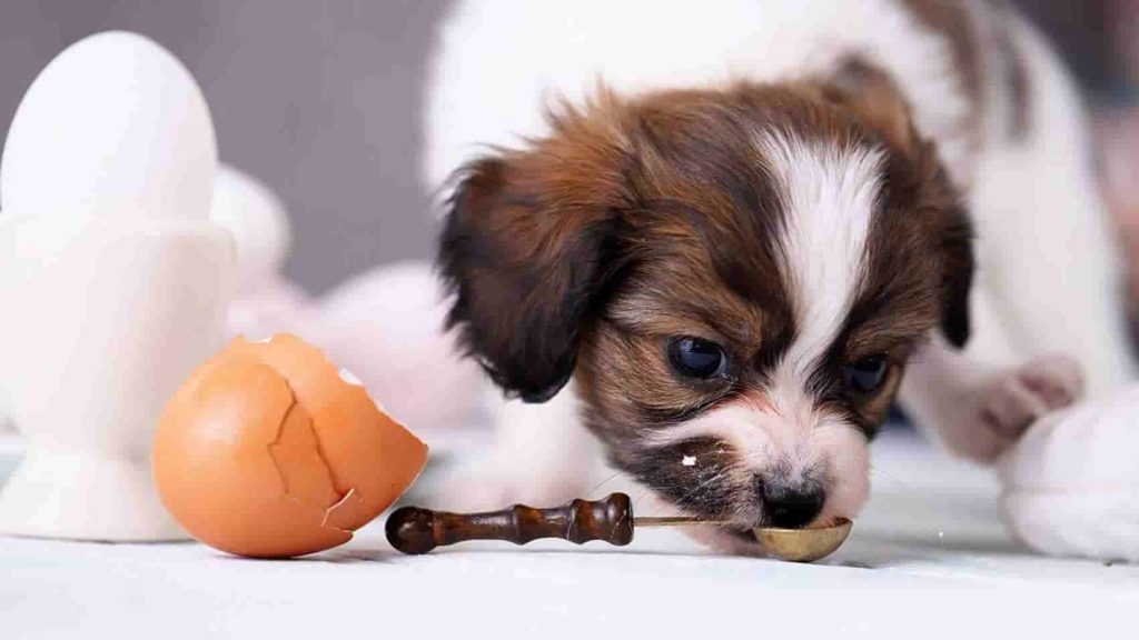 Can Dogs Eat Eggs