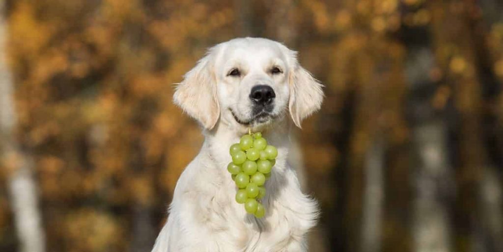 Dürfen Hunde Trauben essen?