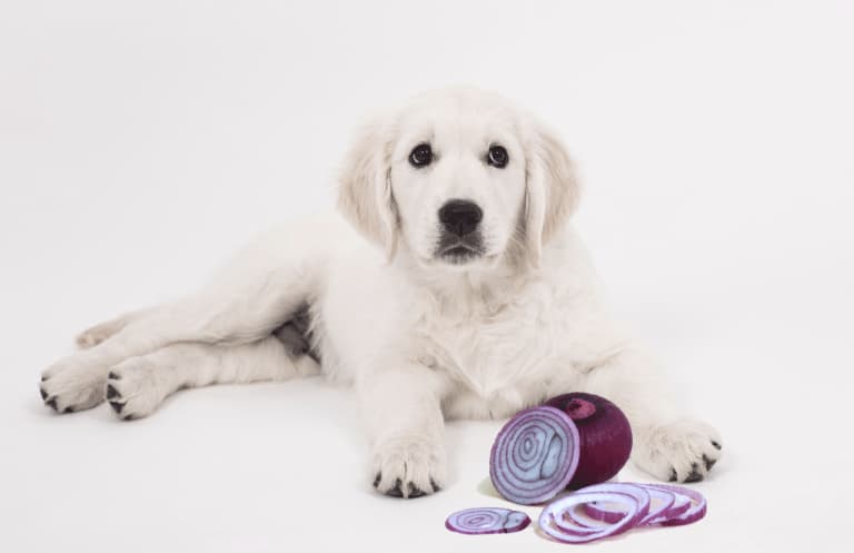 Dürfen Hunde Zwiebeln essen?