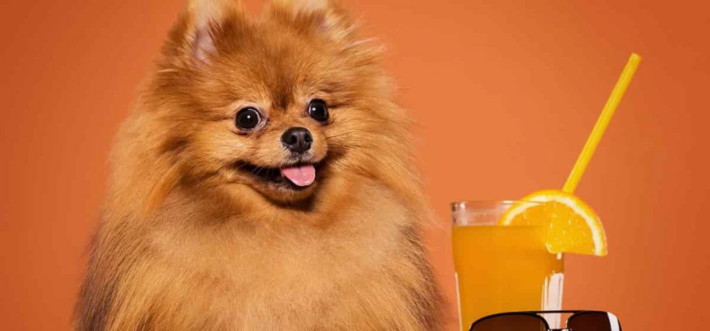 Dürfen Hunde Orangen essen?