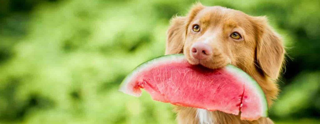 Dürfen Hunde Wassermelone essen?
