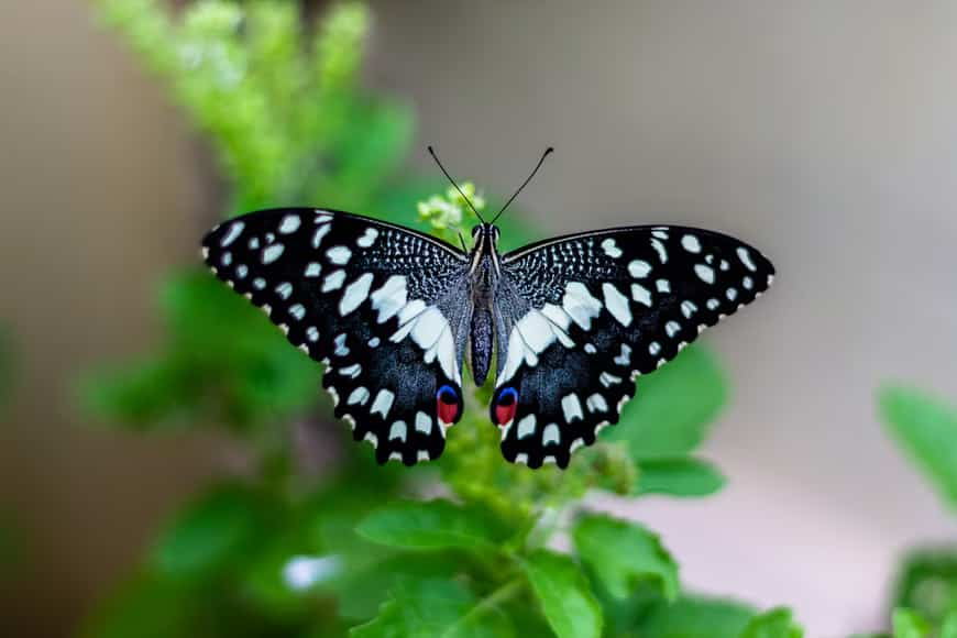 How Long Do Caterpillars Live