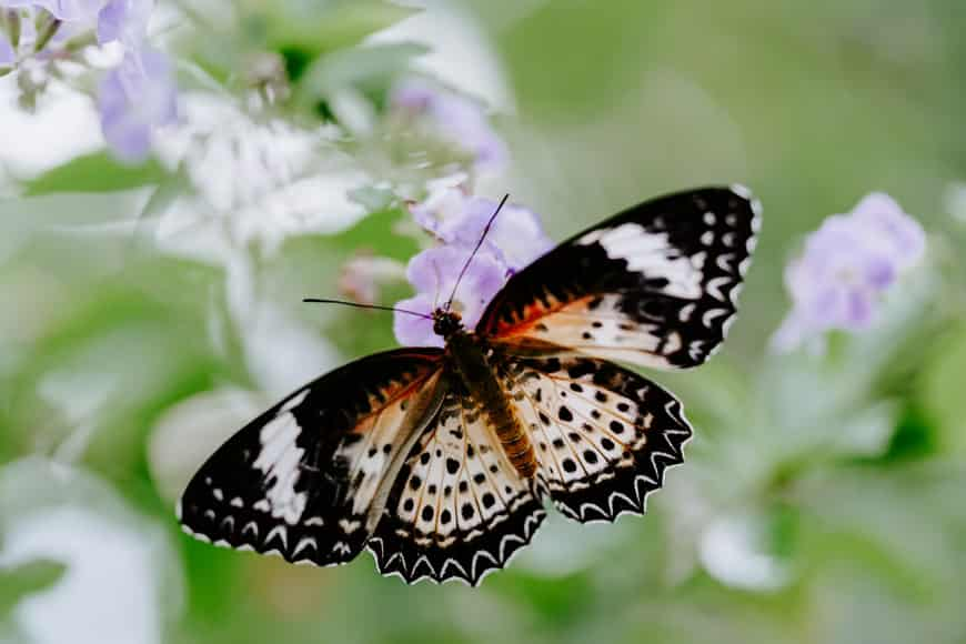 What Do Butterflies Eat And Drink