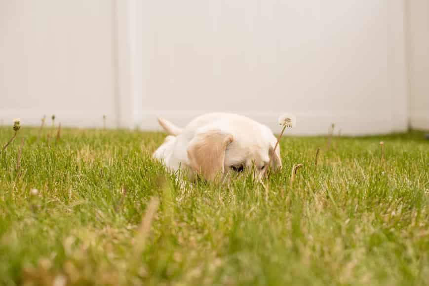 Warum fressen Hunde Gras?