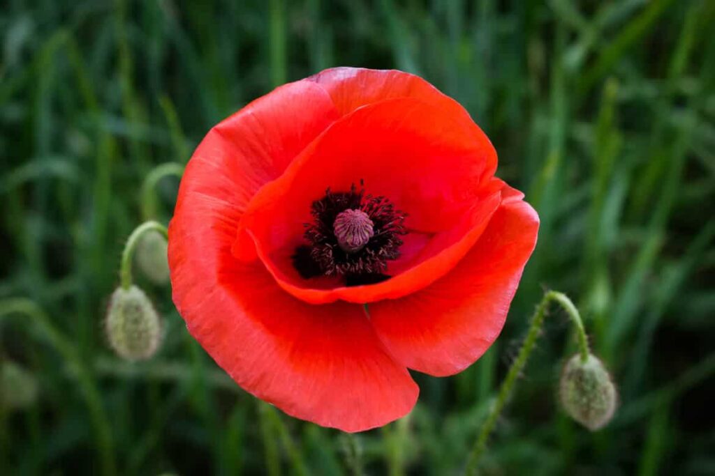 Amapola Flower