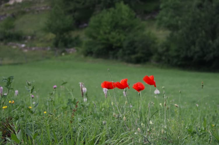 Amapola Flower