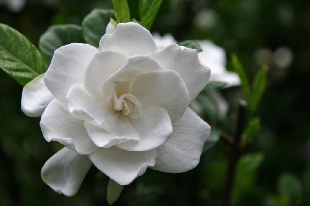 Gardenia Jasminoides