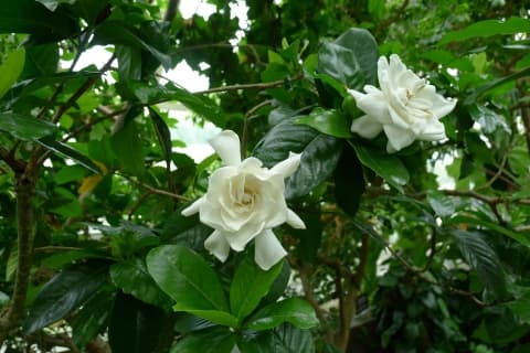 Cape Jasmine