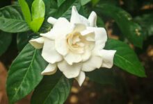 Gardenia Jasminoides