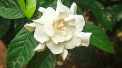 Gardenia Jasminoides