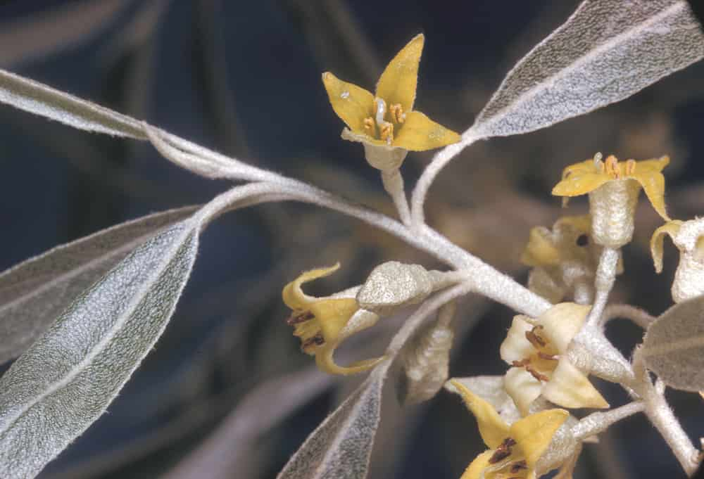 Elaeagnus Angustifolia