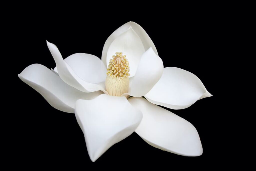 Magnolia