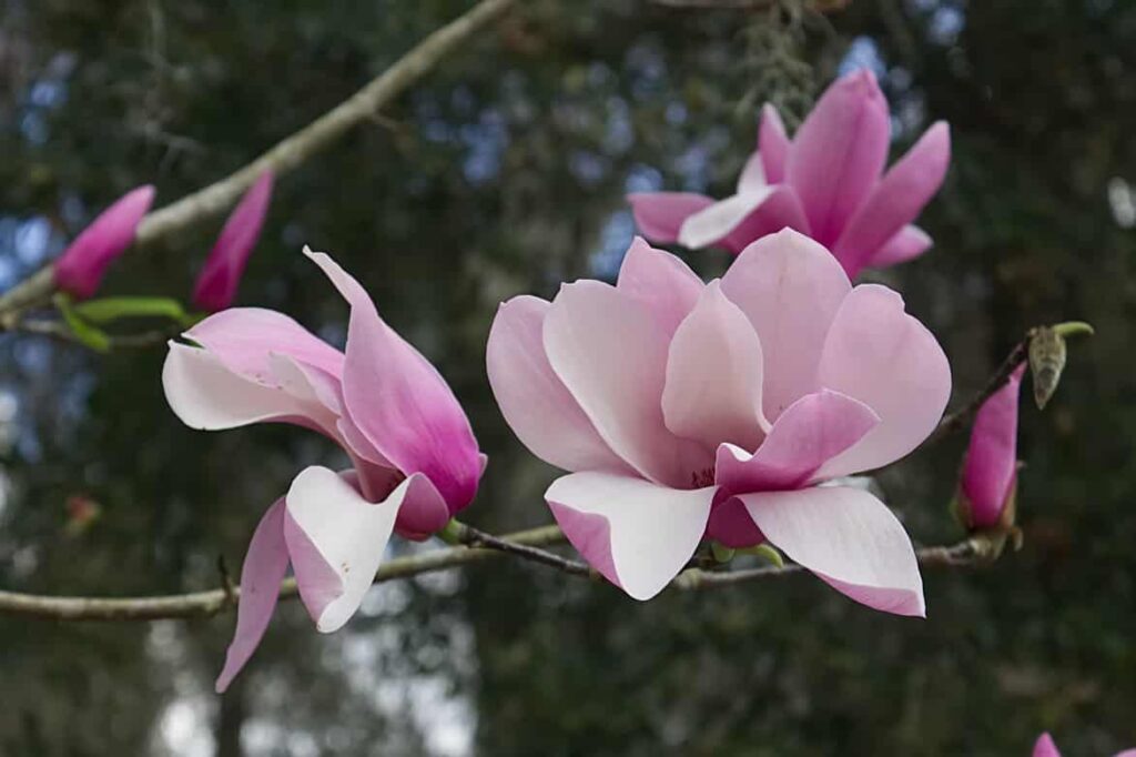 Magnolia