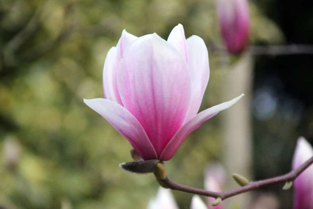 Magnolia Flower