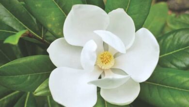 Magnolia Flower