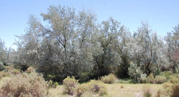 Russian Olive Tree 2