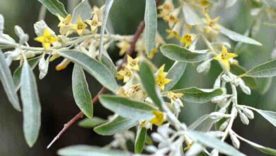 Russian Olive Tree