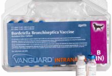 Bordetella Vaccine