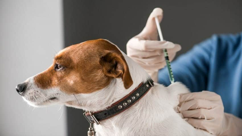 Bordetella Vaccine