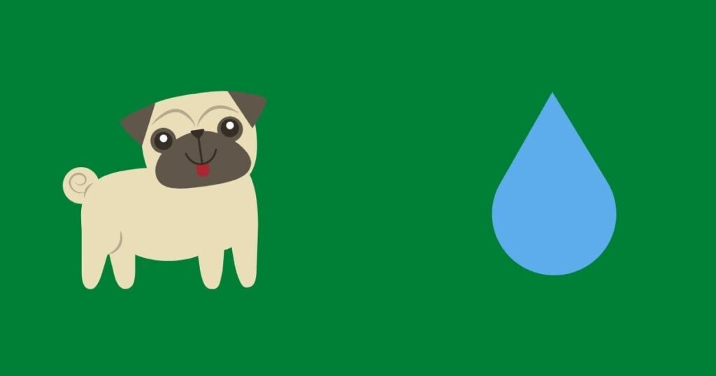 Do Dogs Sweat
